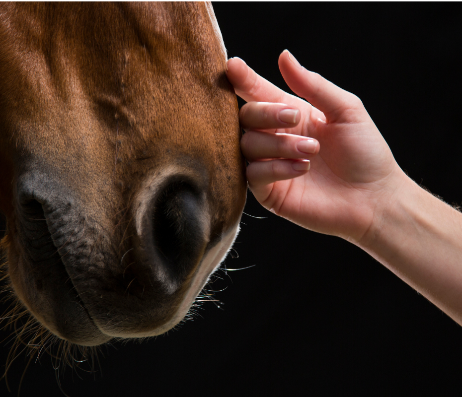 Hand stroking horses nose